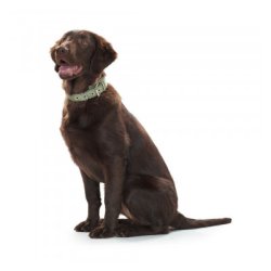 Hunter Halsbnd Neopren Reflec                    