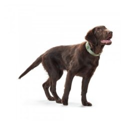 Hunter Halsbnd Neopren Reflec                    