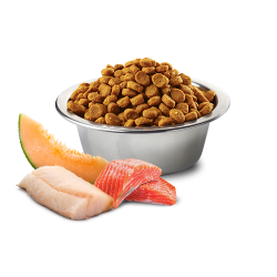 N&D Ocean Salmon Cod&Cantal                       