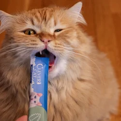 Clever Cat Creamy Cat 4-pack                      