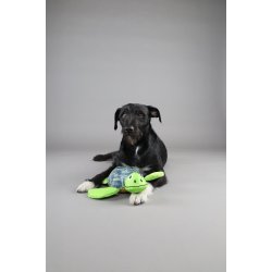 Toy Siwi Turtle Green                             