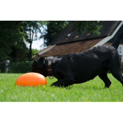 Dog Comets Pan-Stars Orange M                     