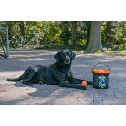 Dog Comets Meteor Shower                          