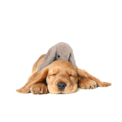 Cozy Dog Bunny Light Brown 30c                    