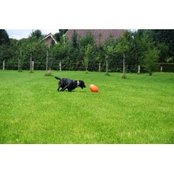 Dog Comets Pan-Stars Orange M                     