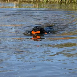 Dog Comets Bobber Orange Light                    