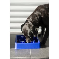 Eat Slow Live Longer Star Blue                    