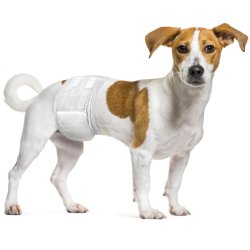 Diapers Dipy t/male dog 30-46c                    