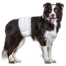 Diapers Dipy t/male dog 46-60c                    
