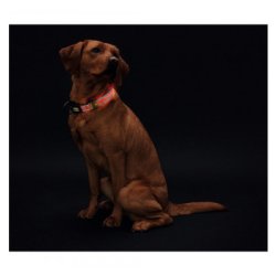 Hunter Halsbnd Manoa Glow LED                    