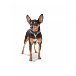 Hunter Halsbnd San Diego 50cm                    