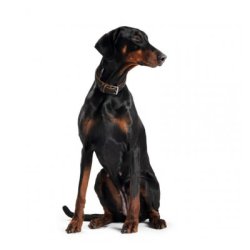 Hunter Halsbnd Canadian Elg                      