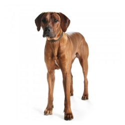 Hunter Halsbnd Hunting Comfor                    